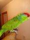 Parrot Birds for sale in Winter Haven, FL, USA. price: NA