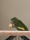Parrot Birds for sale in Hollywood, FL, USA. price: NA