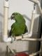 Parrot Birds for sale in East Brunswick, NJ 08816, USA. price: $1,400