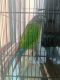 Parrot Birds