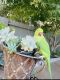 Parrot Birds for sale in Rancho Cordova, CA, USA. price: $10,000