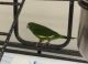 Parrot Birds for sale in Hampstead, MD 21074, USA. price: NA