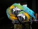 Parrot Birds for sale in Athens, Lexington, KY 40509, USA. price: NA