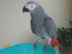 Parrot Birds for sale in Los Angeles, CA, USA. price: $190