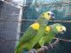 Parrot Birds for sale in Antioch, CA, USA. price: NA