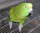 Parrot Birds for sale in Chandler, AZ, USA. price: NA
