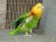 Parrot Birds for sale in Anchorage, AK, USA. price: NA