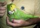 Parrot Birds for sale in Grand Rapids, MI, USA. price: $300