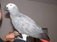 Parrot Birds for sale in Billings, MT, USA. price: NA
