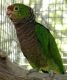 Parrot Birds for sale in Las Vegas, NV, USA. price: NA