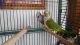 Parrot Birds for sale in Campbellsport, WI 53010, USA. price: NA