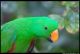 Parrot Birds for sale in Peoria, AZ, USA. price: NA