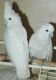 Parrot Birds for sale in Long Beach, CA, USA. price: $200