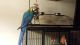 Parrot Birds for sale in Ann Arbor, MI, USA. price: NA