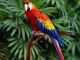 Parrot Birds for sale in Little Rock, AR, USA. price: NA