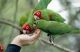 Parrot Birds for sale in Jacksonville, FL, USA. price: NA