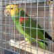 Parrot Birds for sale in East Los Angeles, CA, USA. price: $200