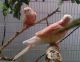 Parrot Birds for sale in Commerce, TX 75428, USA. price: NA