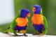Parrot Birds for sale in San Jose, CA, USA. price: NA
