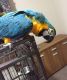 Parrot Birds for sale in Dallas, TX, USA. price: NA