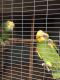 Parrot Birds for sale in New York, NY, USA. price: NA