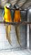 Parrot Birds for sale in Marbury, MD 20658, USA. price: NA