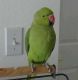 Parrot Birds for sale in Akeley, MN 56433, USA. price: NA