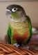 Parrot Birds for sale in Akeley, MN 56433, USA. price: NA