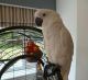 Parrot Birds for sale in Denver County, CO, USA. price: NA