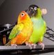 Parrot Birds for sale in California St, San Francisco, CA, USA. price: NA