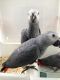 Parrot Birds for sale in Escondido, CA, USA. price: NA