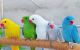 Parrot Birds for sale in Nashville, TN, USA. price: NA