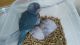 Parrot Birds for sale in Kissimmee, FL, USA. price: NA