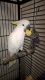 Parrot Birds for sale in New York County, NY, USA. price: NA