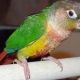 Parrot Birds for sale in West Chester, PA, USA. price: NA