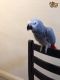 Parrot Birds for sale in New York State Thruway, Scarsdale, NY 10583, USA. price: NA