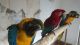 Parrot Birds for sale in Virginia Beach, VA, USA. price: $800