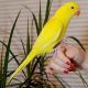 Parrot Birds for sale in Ashburn, VA, USA. price: NA