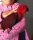 Parrot Birds for sale in NJ-3, Clifton, NJ, USA. price: NA
