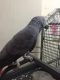 Parrot Birds for sale in NJ-3, Clifton, NJ, USA. price: NA
