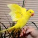 Parrot Birds for sale in Ashburn, VA, USA. price: NA