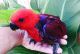Parrot Birds for sale in Florida Ave, Miami, FL 33133, USA. price: NA