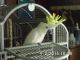Parrot Birds for sale in Thomasville, NC 27360, USA. price: NA