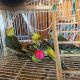 Parrot Birds for sale in New River, AZ, USA. price: NA