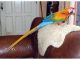 Parrot Birds for sale in United States of America, Douala, Cameroon. price: NA