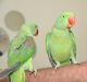 Parrot Birds for sale in Baltimore, MD, USA. price: NA