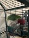 Parrot Birds for sale in Taylorsville, NC 28681, USA. price: NA
