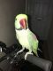 Parrot Birds for sale in Phillips, WI 54555, USA. price: NA