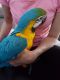 Parrot Birds for sale in Columbus Ave, New York, NY, USA. price: NA