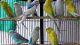 Parrot Birds for sale in Valley Village, Los Angeles, CA, USA. price: $500